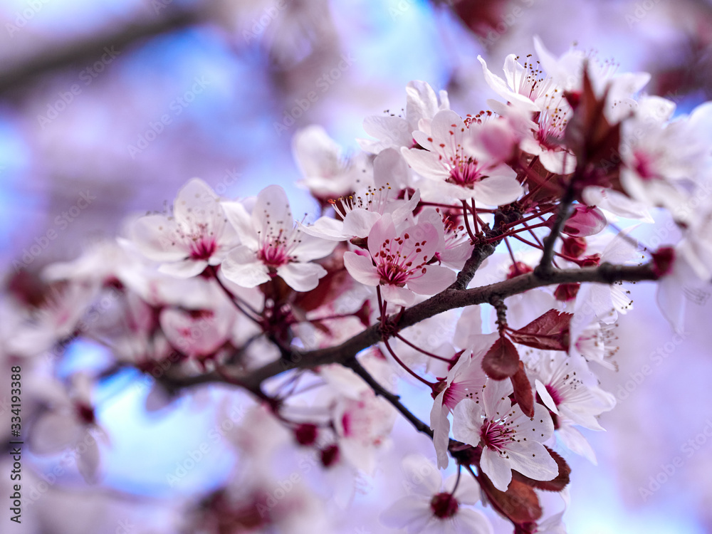 Pink cherry plum (Prunus Cerasifera Nigra) flowers in early spring