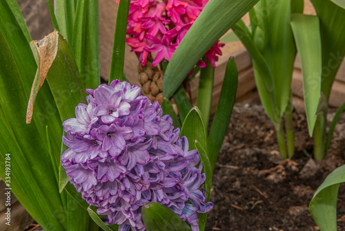 Violet color hyacinth flower in color fresh day