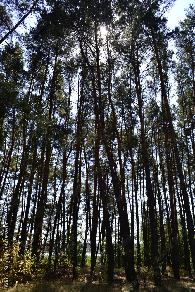 Fototapeta premium Summer forest photo. Green trees, bushes, paths.