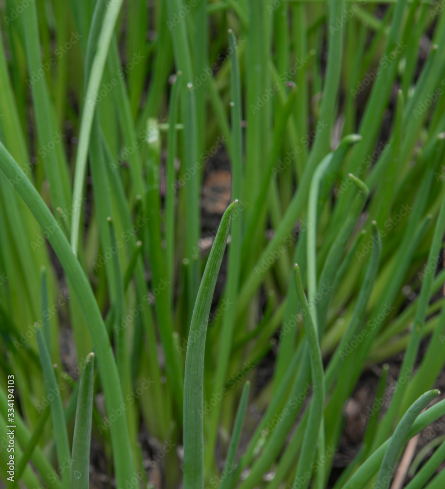 Chives green medicinal herb in fresh spring day Chives green medicinal herb in fresh spring day