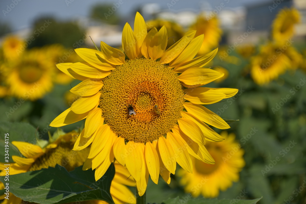 Fototapeta premium Campo di girasoli in fiore estate
