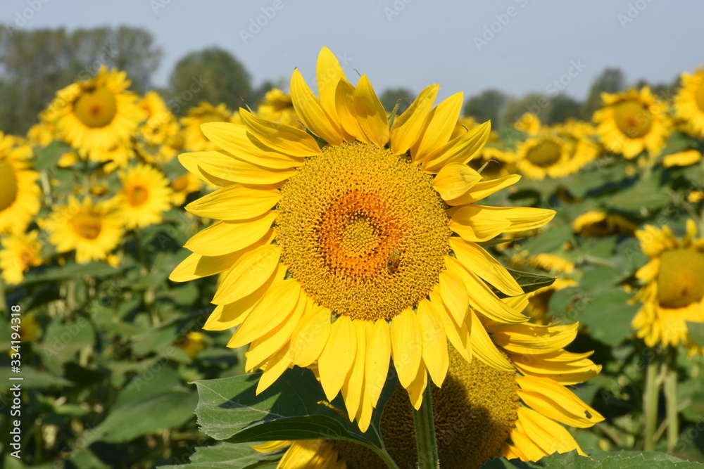 Fototapeta premium Campo di girasoli in fiore