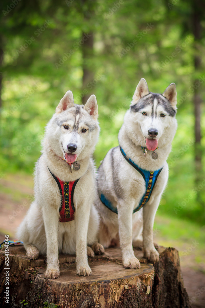 two siberian husky posing