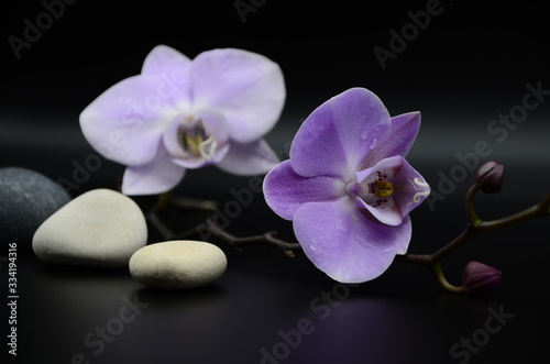 purple Orchid flowers on a black background  two white pebbles. spa. beauty. copyspace