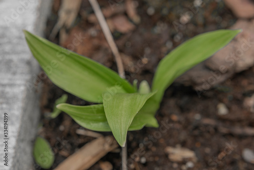 Bear garlic flower with green young leafs in spring day