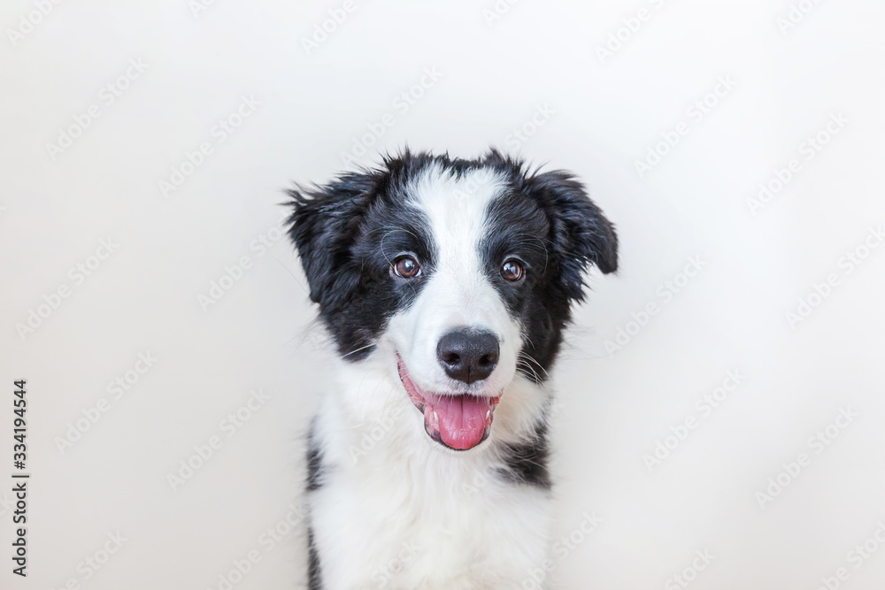 Funny studio portrait of cute smilling puppy dog border collie isolated on white background. New lovely member of family little dog gazing and waiting for reward. Pet care and animals concept.