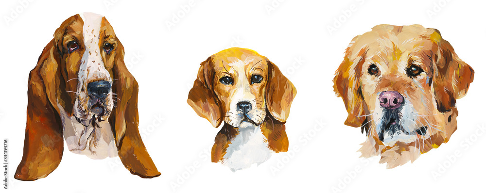 Basset. Labrador retriever. Beagle. Portrait dog. Gouache hand drawn illustration.