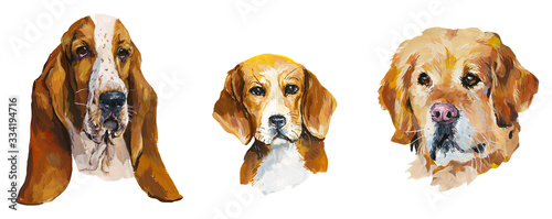 Basset. Labrador retriever. Beagle. Portrait dog. Gouache hand drawn illustration. © budogosh