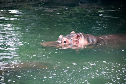 The Hippopotamus bathing in water