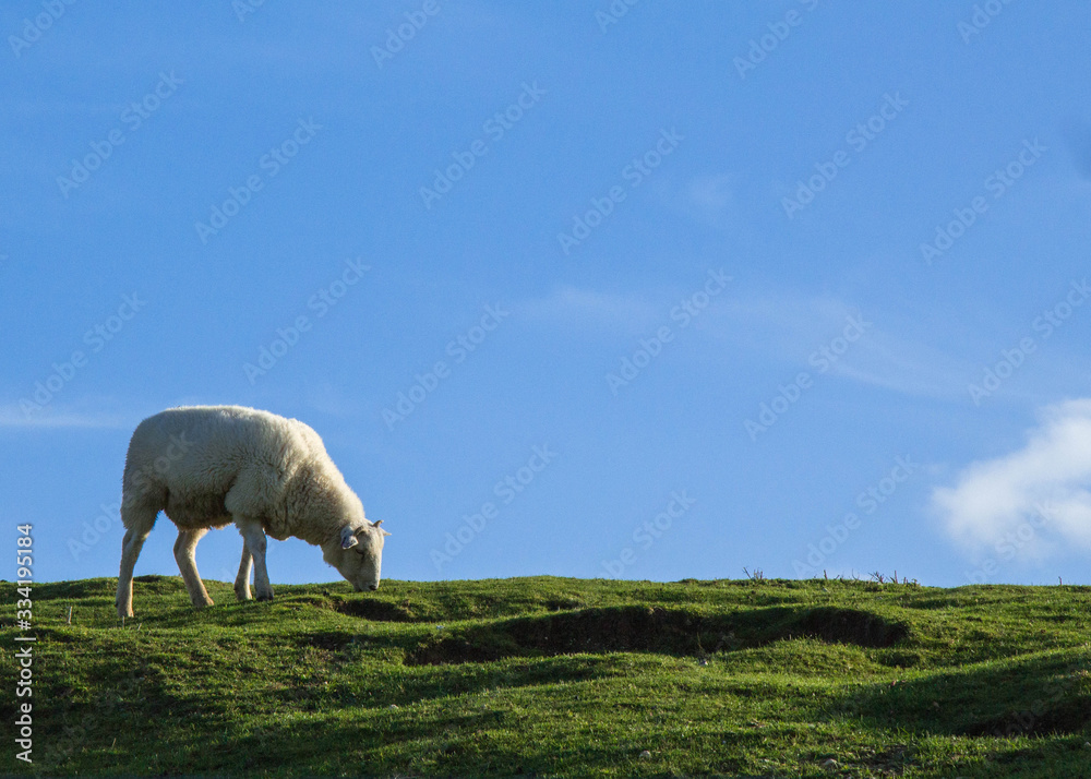 Fototapeta premium sheep on pasture