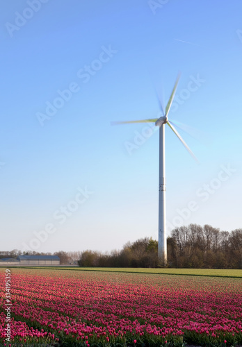Tulips and windmill in Holland