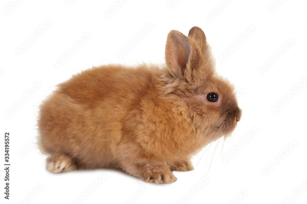 Obraz premium Small brown rabbit