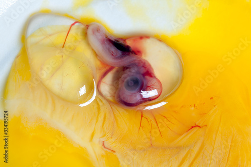Canvas Print Duckling embryo