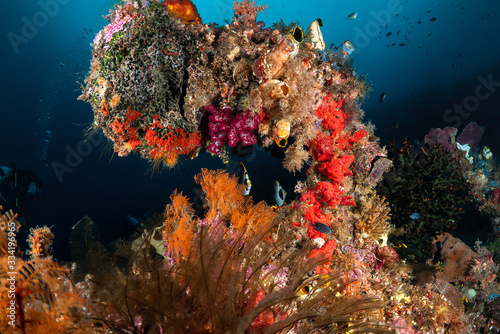 Fototapeta Naklejka Na Ścianę i Meble -  Raja Ampat - Coral Reef