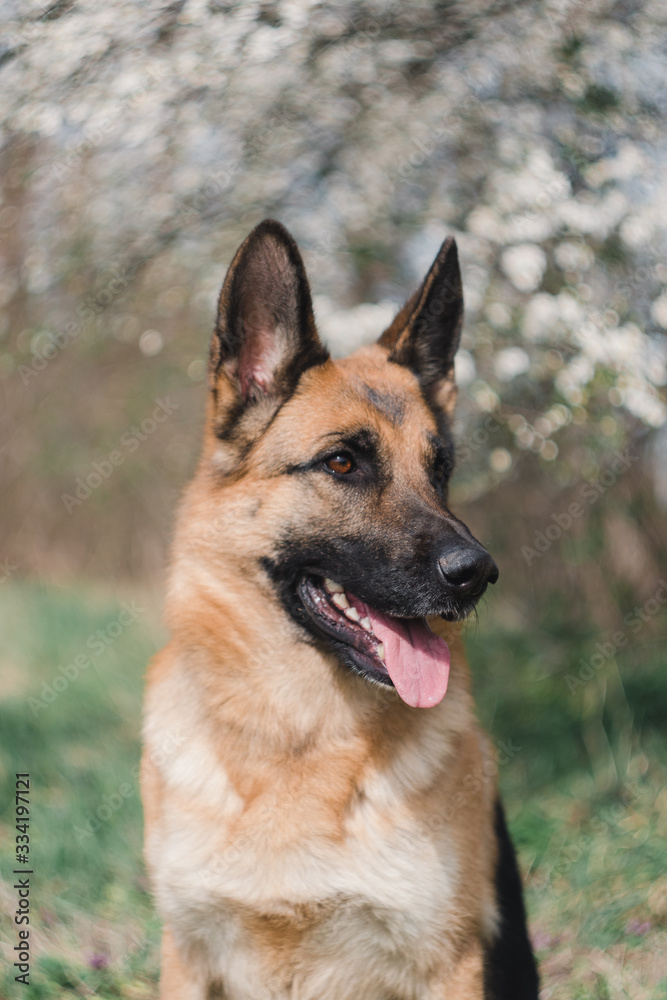 a German shepherd sits and smiles in the sun in the garden
