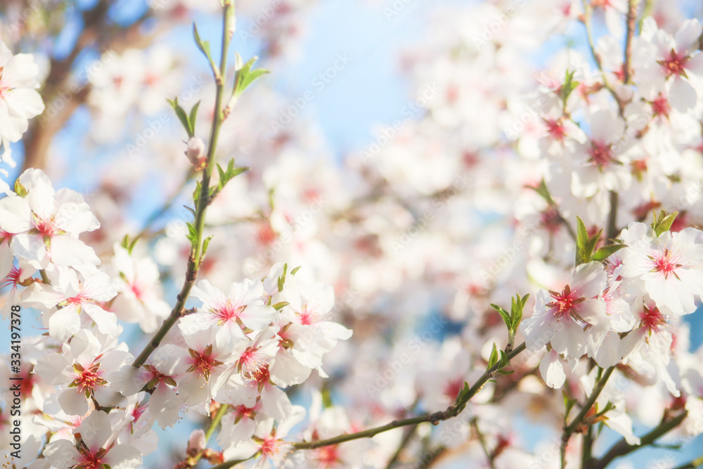 Cherry blossom in spring for background or copy space for text. Beautiful cherry tree branch with tiny tender flowers outdoor, space for text. Awesome spring blossom Cherry blossom in spring for background or copy space for text. Beautiful cherry tree branch with tiny tender flowers outdoor, space for text. Awesome spring blossom