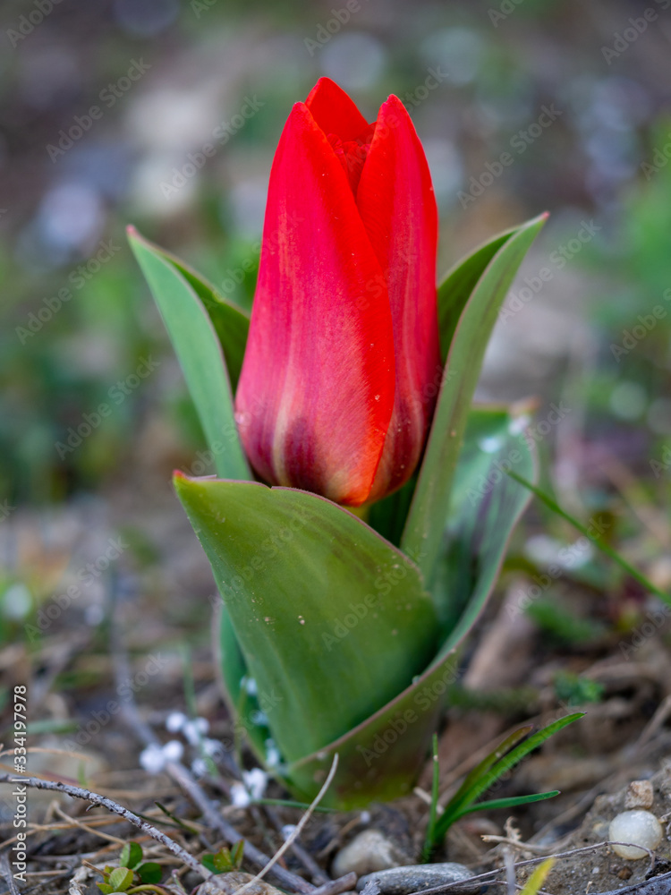 Tulip 'Red Riding Hood' in a garden Tulip 'Red Riding Hood' in a garden