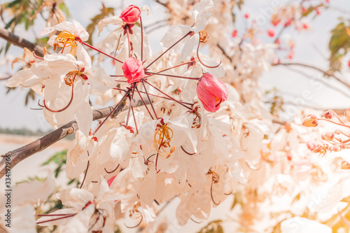 flowers on a white background