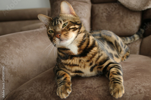 Fototapeta Naklejka Na Ścianę i Meble -  Beautiful Bengal Cat