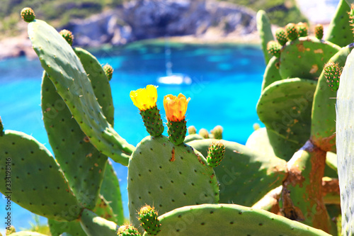 kaktusy na tle turkusowego morza