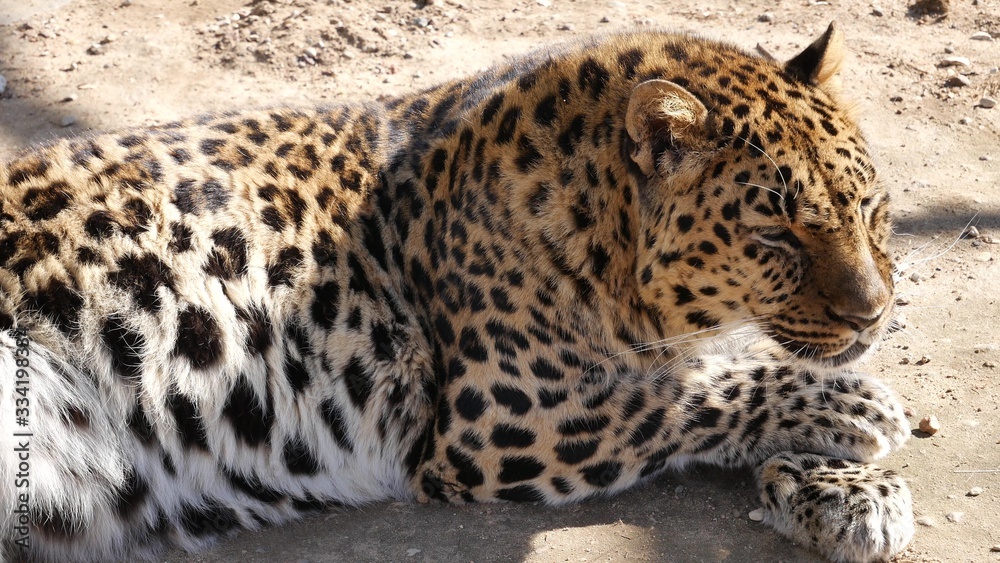 Fototapeta premium Leopard lies in the aviary of the zoo.