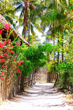 piękna egzotyczna uliczka z palmami w tle