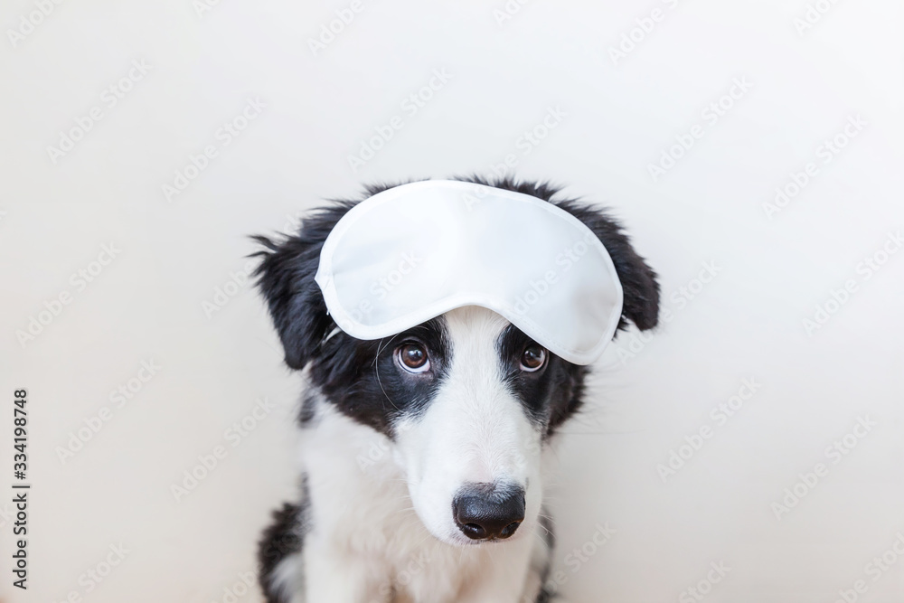 Do not disturb me, let me sleep. Funny cute smilling puppy dog border collie with sleeping eye mask isolated on white background. Rest, good night, siesta, insomnia, relaxation, tired, travel concept. Do not disturb me, let me sleep. Funny cute smilling puppy dog border collie with sleeping eye mask isolated on white background. Rest, good night, siesta, insomnia, relaxation, tired, travel concept.