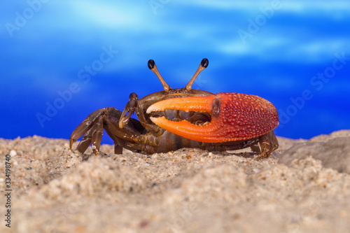 Close-up portrait of a fiddler crab on beach, Indonesia