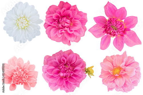 Pink and White Dahlia flower on white background. Photo with clipping path.
