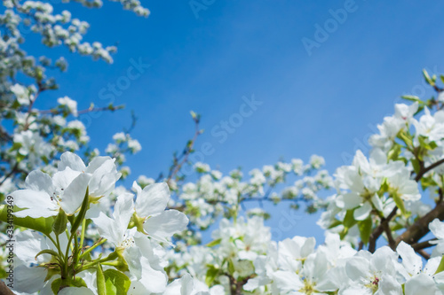 Tree branches with white flowers on a background of blue sky. Flowering branches of apple trees. Blooming gardens, warm spring day. Space for text. Selective focus