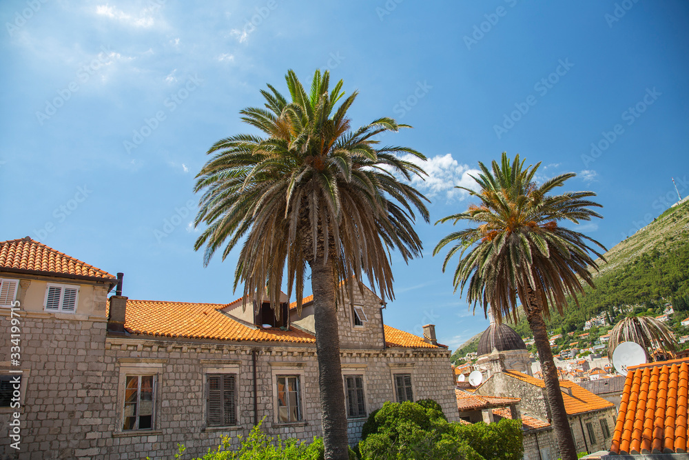 Old town and palm trees in Dubrovnik, Croatia