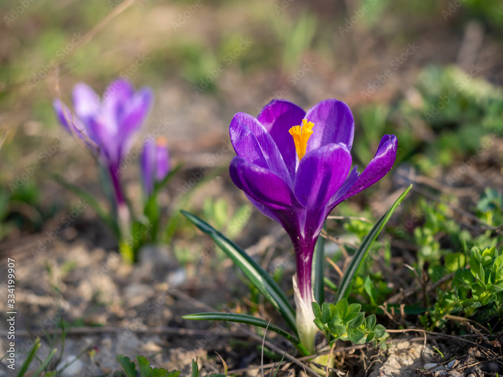 Crocus vernus 'Flower Record' (Dutch Crocus) in a garden Crocus vernus 'Flower Record' (Dutch Crocus) in a garden