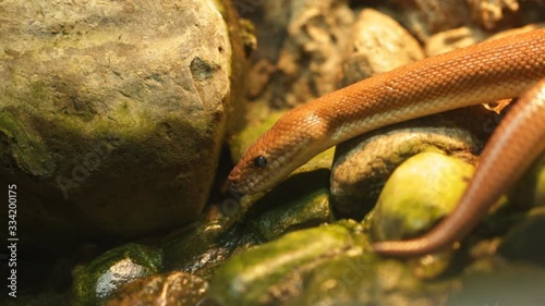 A snake crawls and hisses among the stones in the terrarium photo