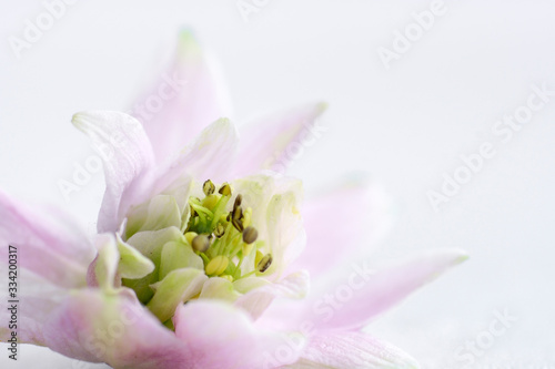 wild flowers on a white background  irises and lilacs