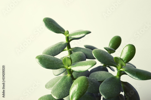 A branch with green leaves. houseplant. green flower on a white background.