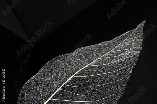 A natural background with delicate beautiful transparent openwork skeletons of leaves