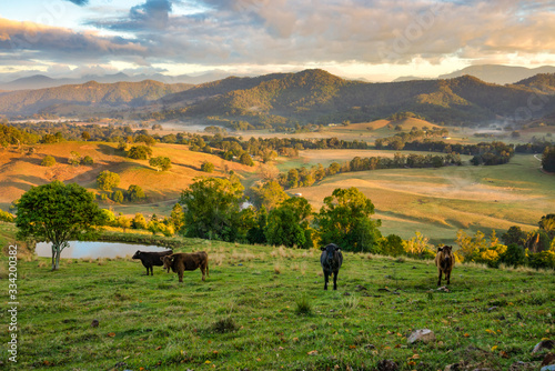 Cows standing in farmland, Tweed Valley, New South Wales, Australia photo