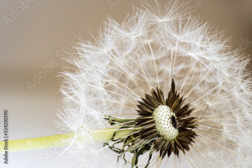 Fototapeta Naklejka Na Ścianę i Meble -  dandelion flower, white fluffy on a black background, fly with seeds