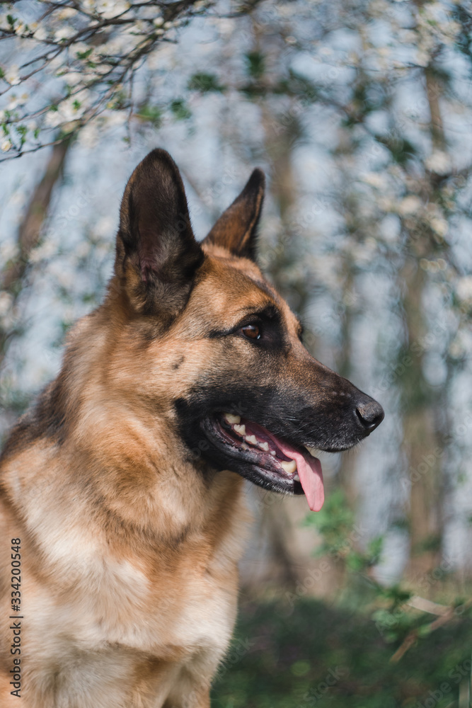 a German shepherd sits and smiles in the sun in the garden