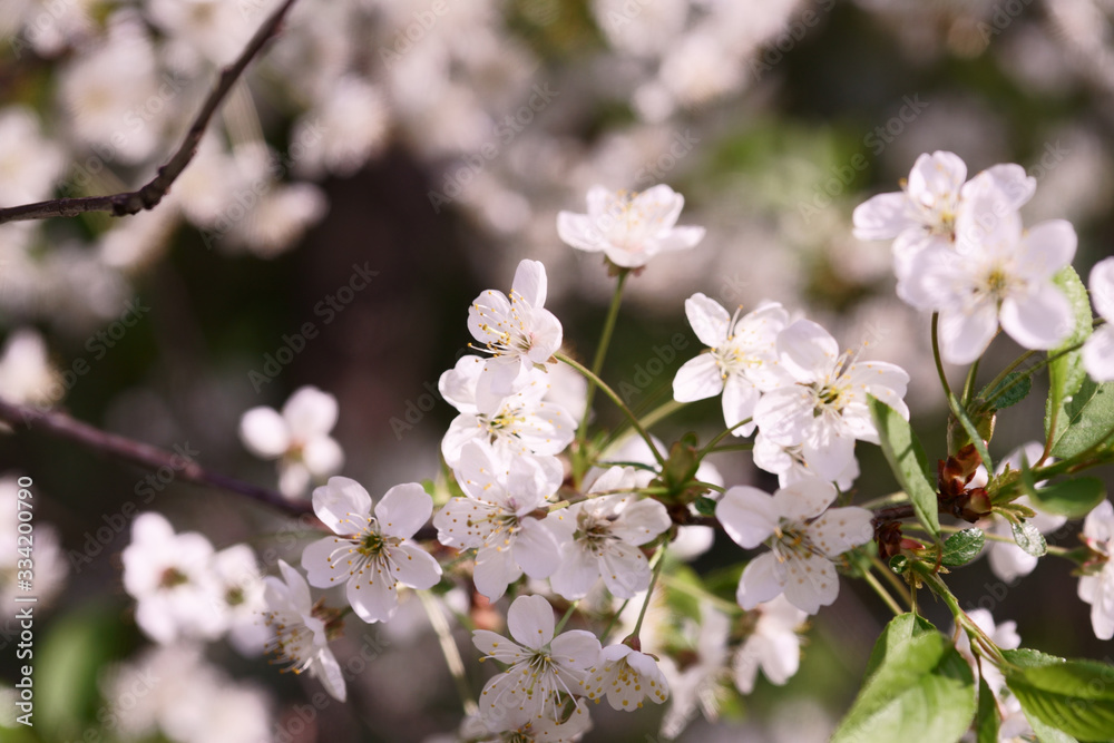 flowering fruit trees, spring, flowers of apple and cherry, botanical garden