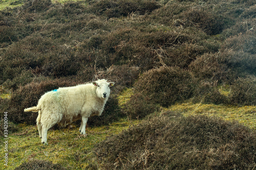 A flock of Scottish Blackface sheep, Ewes on a single track road at west coast of the Isle of Skye. Scotland UK. Typical Scottish Island scene. Horizontal, Landscape