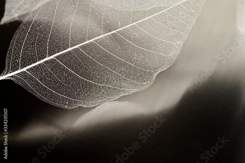 A natural background with delicate beautiful transparent openwork skeletons of leaves