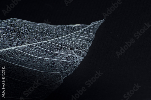 A natural background with delicate beautiful transparent openwork skeletons of leaves