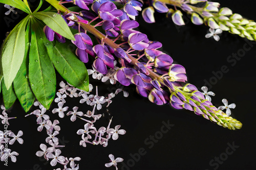 beautiful purple lupine flowers on a black background