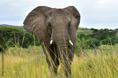 big female elephant ready for attack,nature reserve in South Africa photo