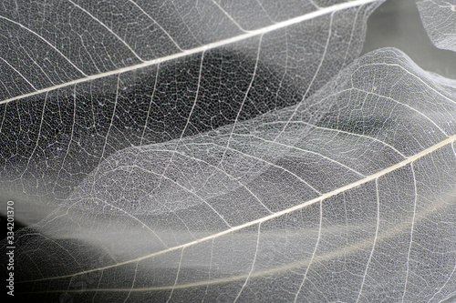 A natural background with delicate beautiful transparent openwork skeletons of leaves