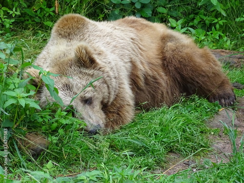 Wallpaper Mural Schlafender Bär Torontodigital.ca