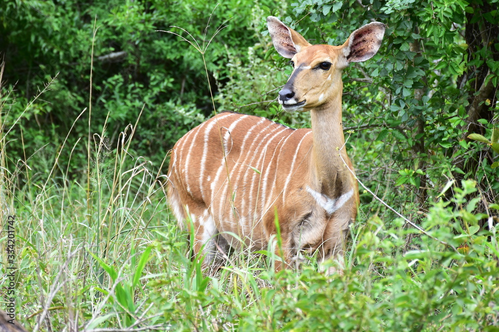 close up of cute female of nyala antelope in Hluhluwe game reserve
