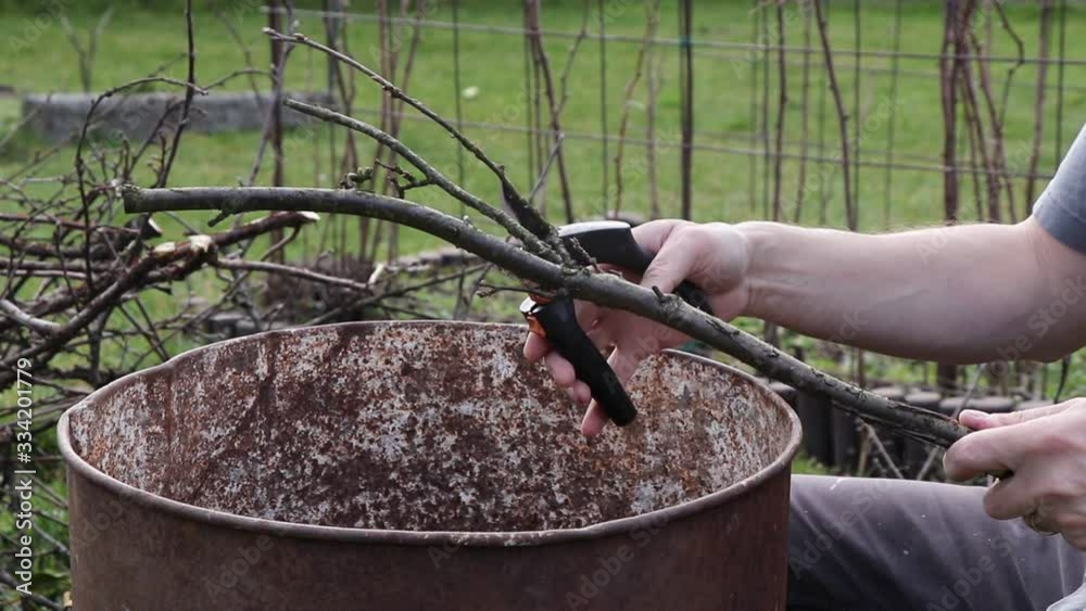 Detail on unpretentious but necessary work during the spring. Grandfather cuts branches and small truk with scissors and puts into barrel for next use. Outdoor job. Garden work. Every year routine