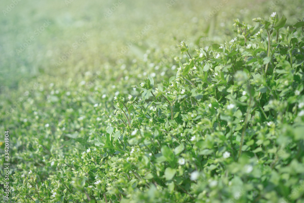 Tiny green leaves and white flowers of wildflowers in early spring. Tender spring Easter background Tiny green leaves and white flowers of wildflowers in early spring. Tender spring Easter background